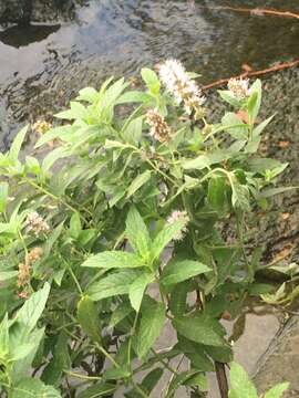 Слика од Mentha dumetorum Schult.