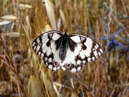 Imagem de Melanargia titea Klug 1832