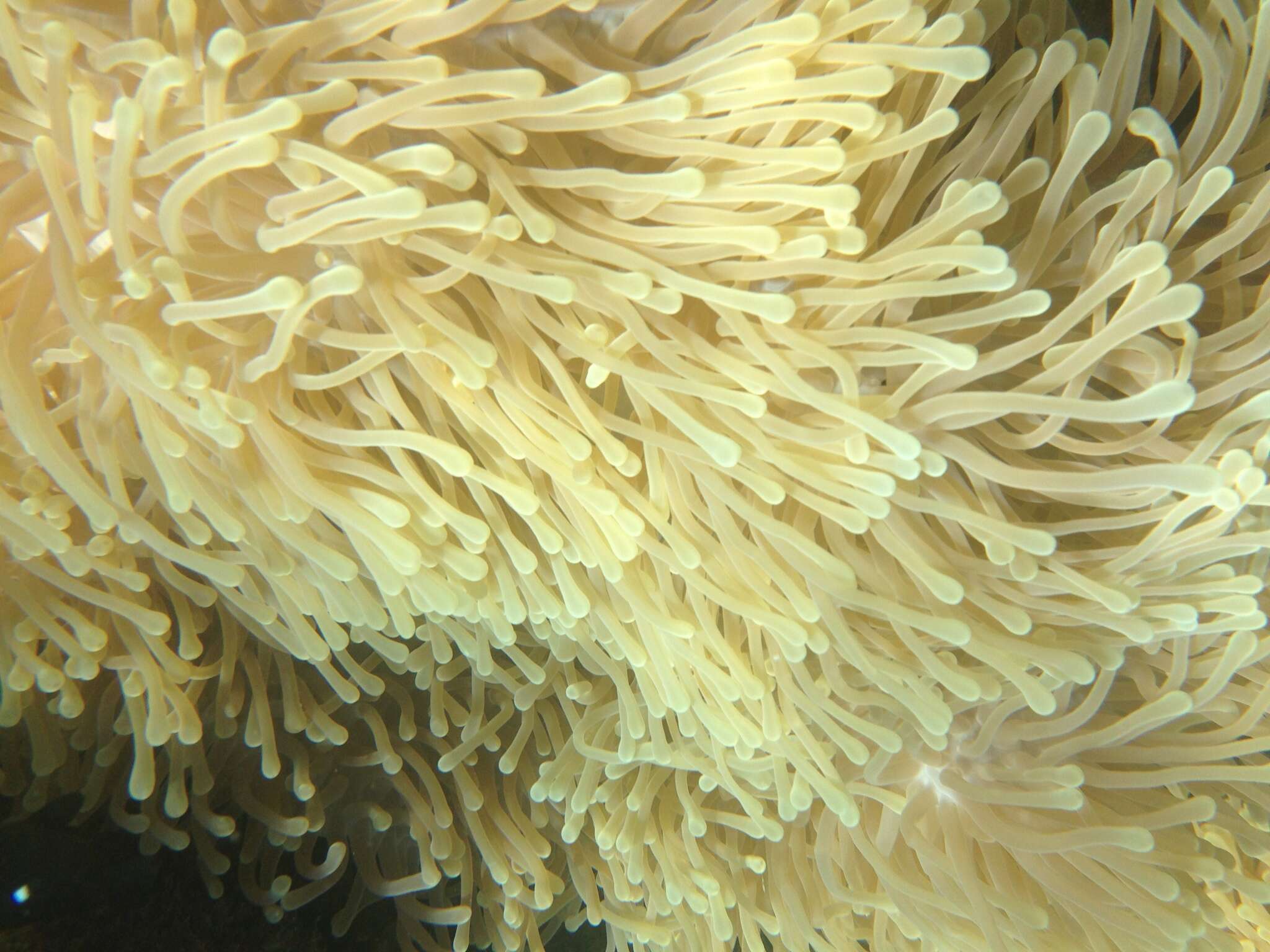 Image of Bulb-Tip Anemone