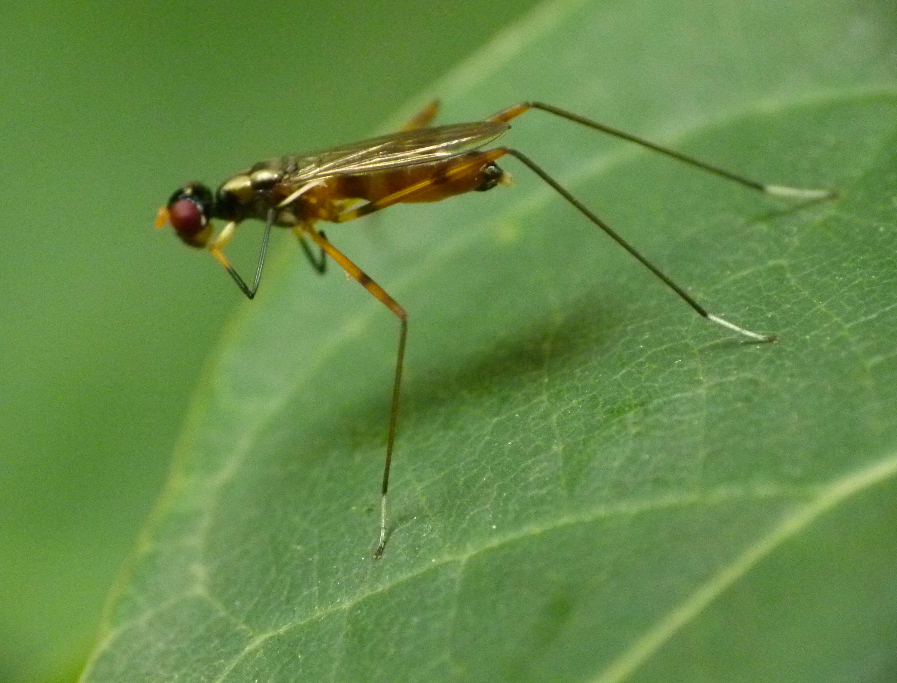 Image of stilt-legged flies