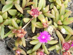 Image of Delosperma repens L. Bol.