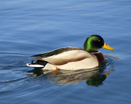 Image of Common Mallard