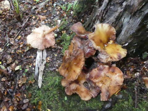 Imagem de Armillaria limonea (G. Stev.) Boesew. 1977