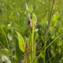 Image of Nuttall's pleatleaf