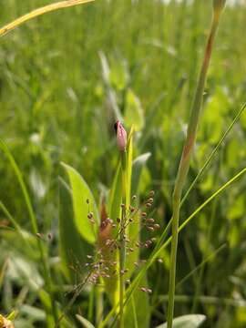 Image of Nuttall's pleatleaf