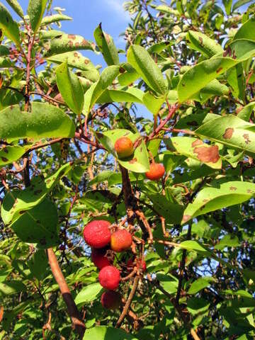 Image de Arbutus andrachne L.