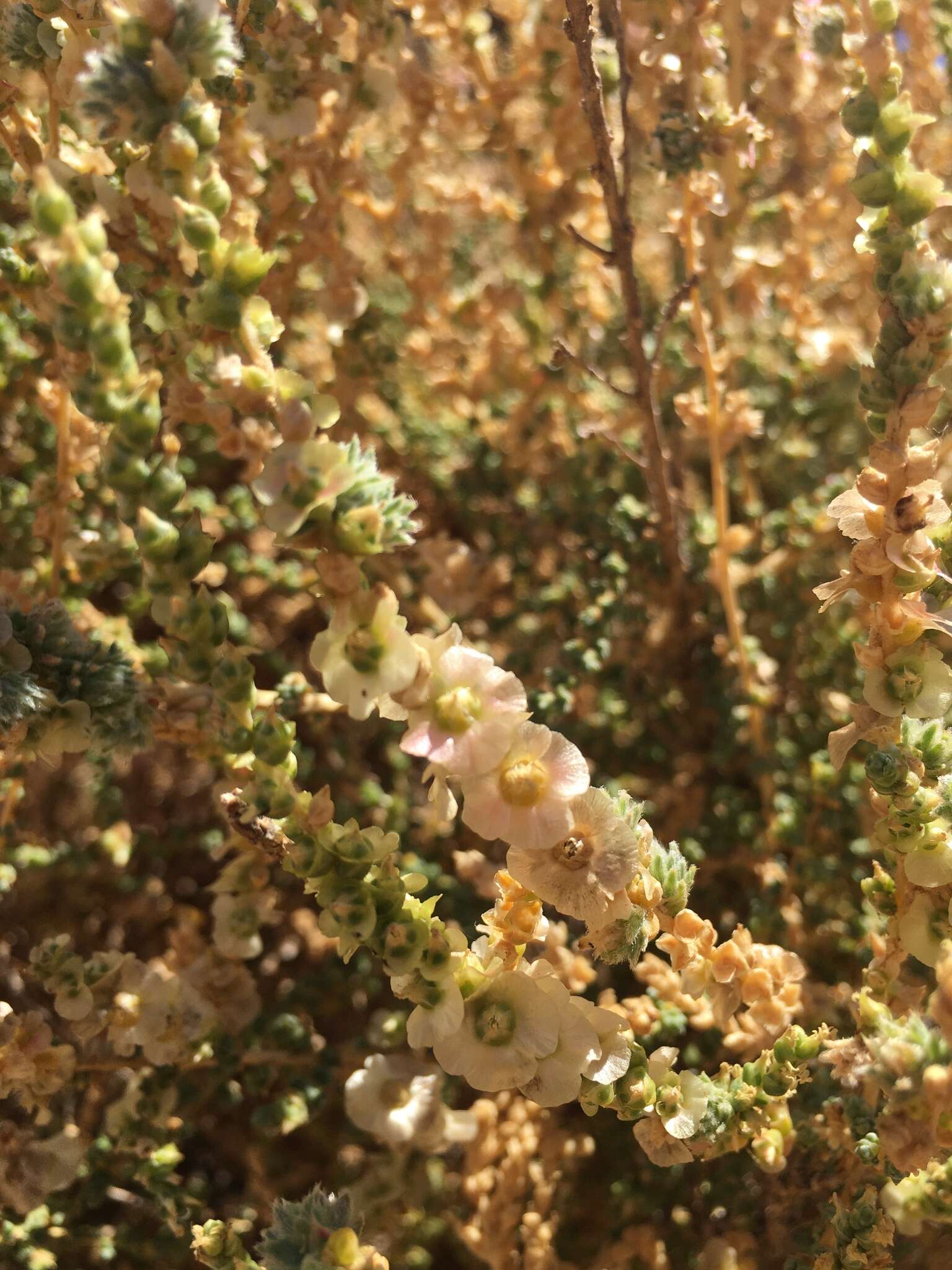 Imagem de Nitrosalsola vermiculata (L.) Theodorova