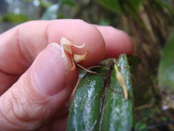 Image of Pleurothallis anceps Luer