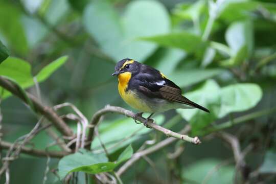 Image of Narcissus Flycatcher