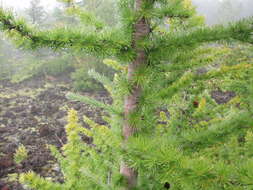 Image of Japanese Larch