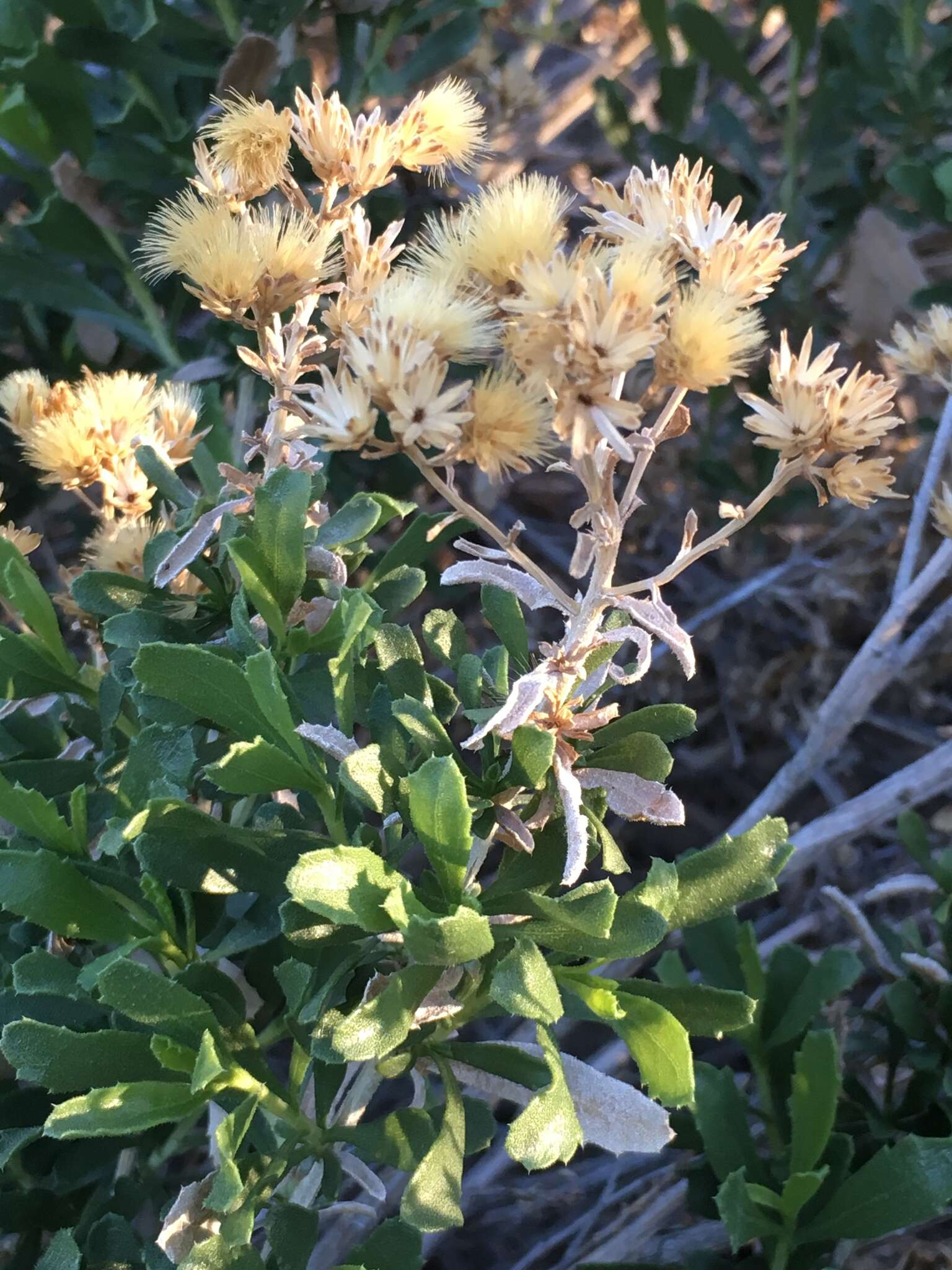 Image of alkali goldenbush