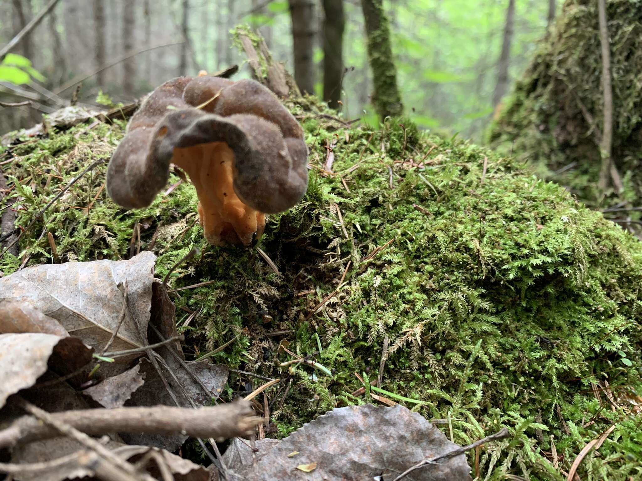 Image of Gyromitra sphaerospora (Peck) Sacc. 1889