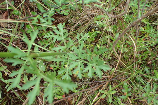 Image of Texas prairie parsley