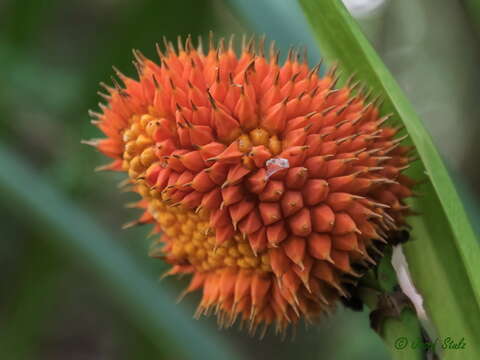 Image of Scrub breadfruit