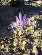 Image of colchicum