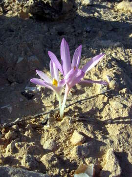 Image of colchicum