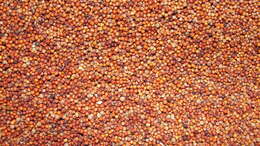 Image of finger millet