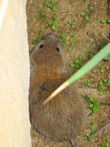 Image of spiny mice, forest mice, and relatives