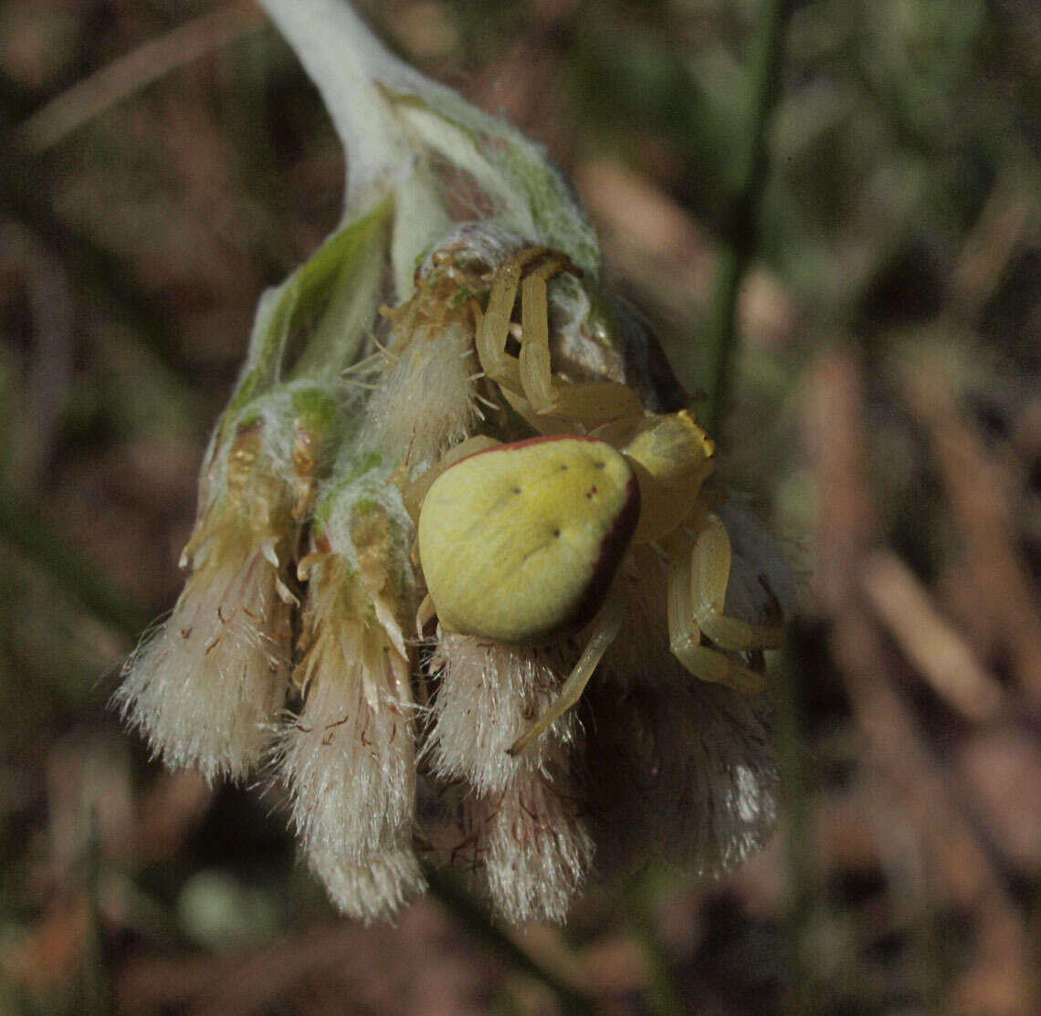 صورة Antennaria howellii subsp. neodioica (Greene) R. J. Bayer