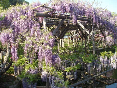 Image of Chinese wisteria