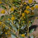 Image of Acacia melleodora Pedley