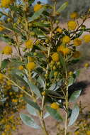 Image de Acacia melleodora Pedley