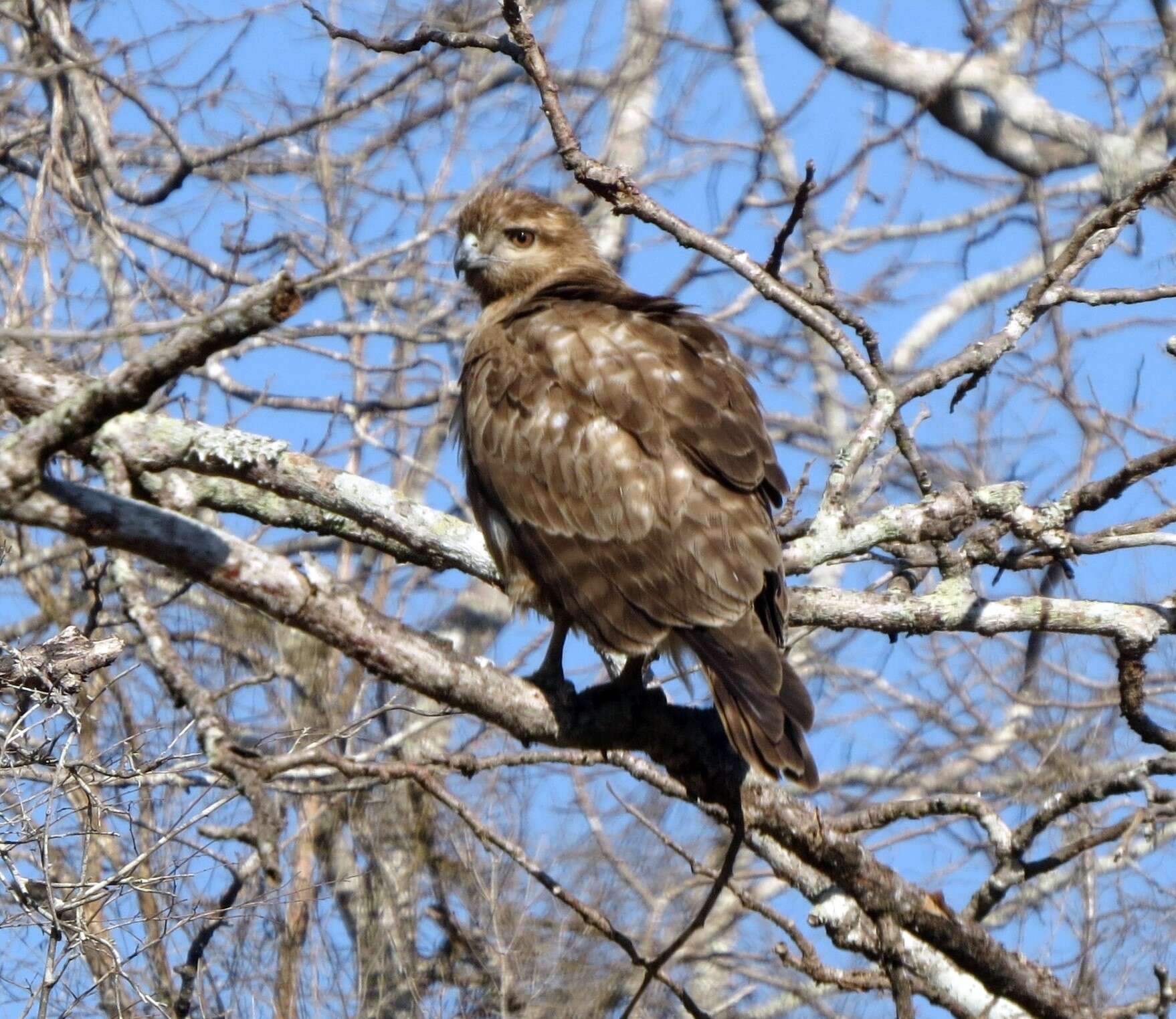 Image of Madagascan Buzzard