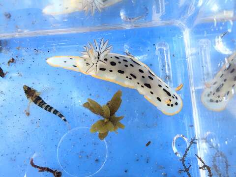 Image of Chromodoris orientalis Rudman 1983