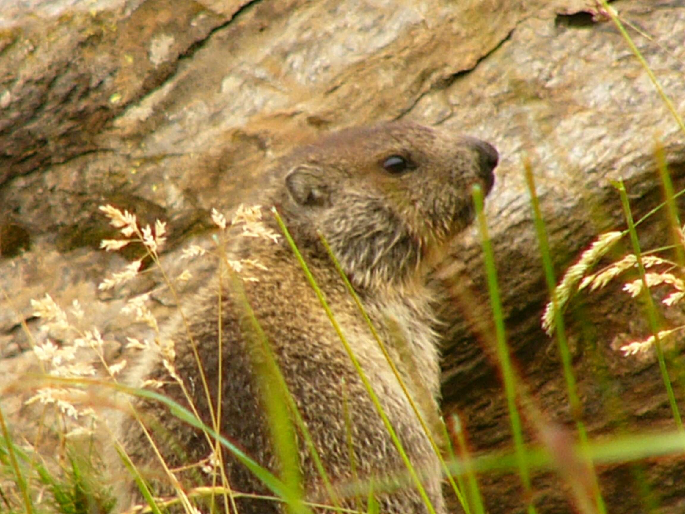 Image of Alpine Marmot