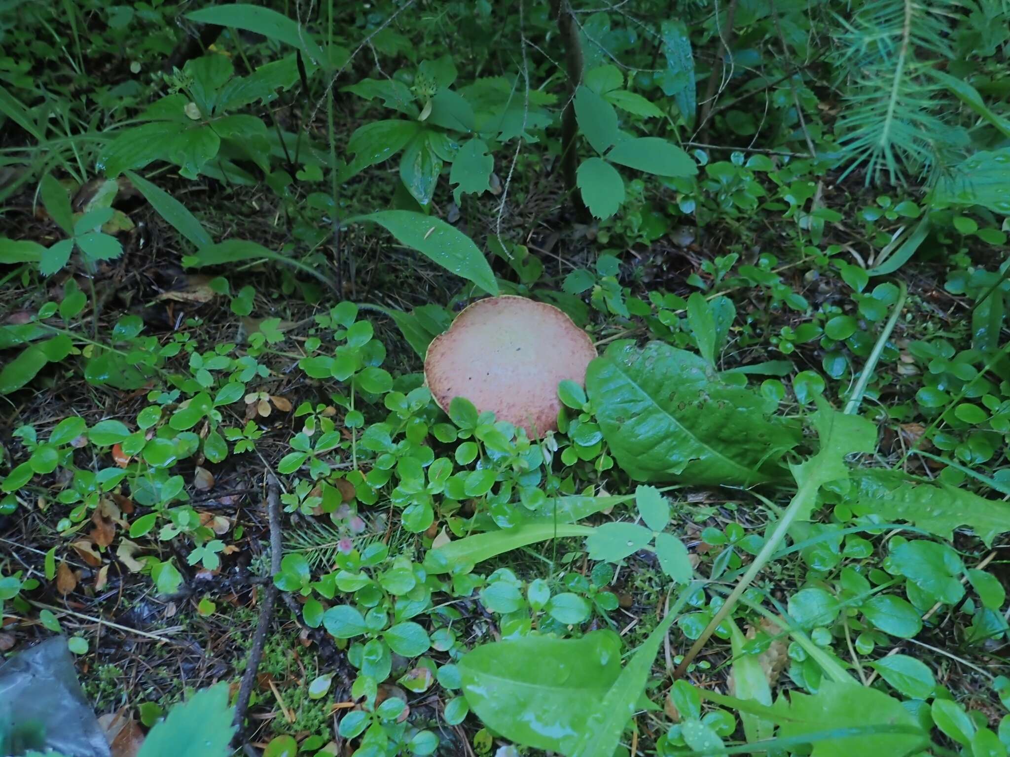 Image of Rosy larch bolete