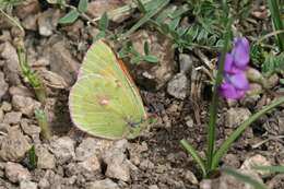 Image of Colias eogene Felder & Felder 1865