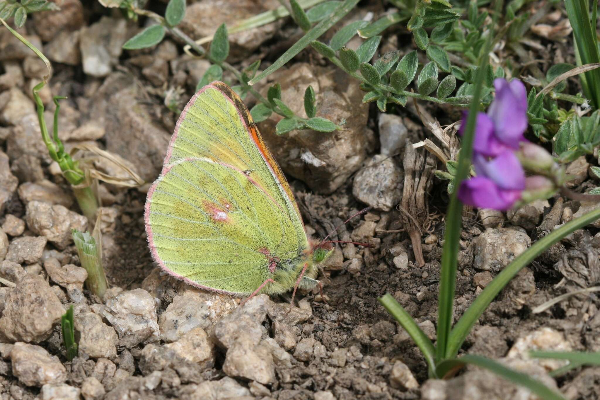 Image of Colias eogene Felder & Felder 1865