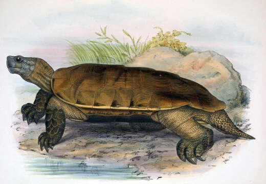 Image of Arakan Forest Turtle