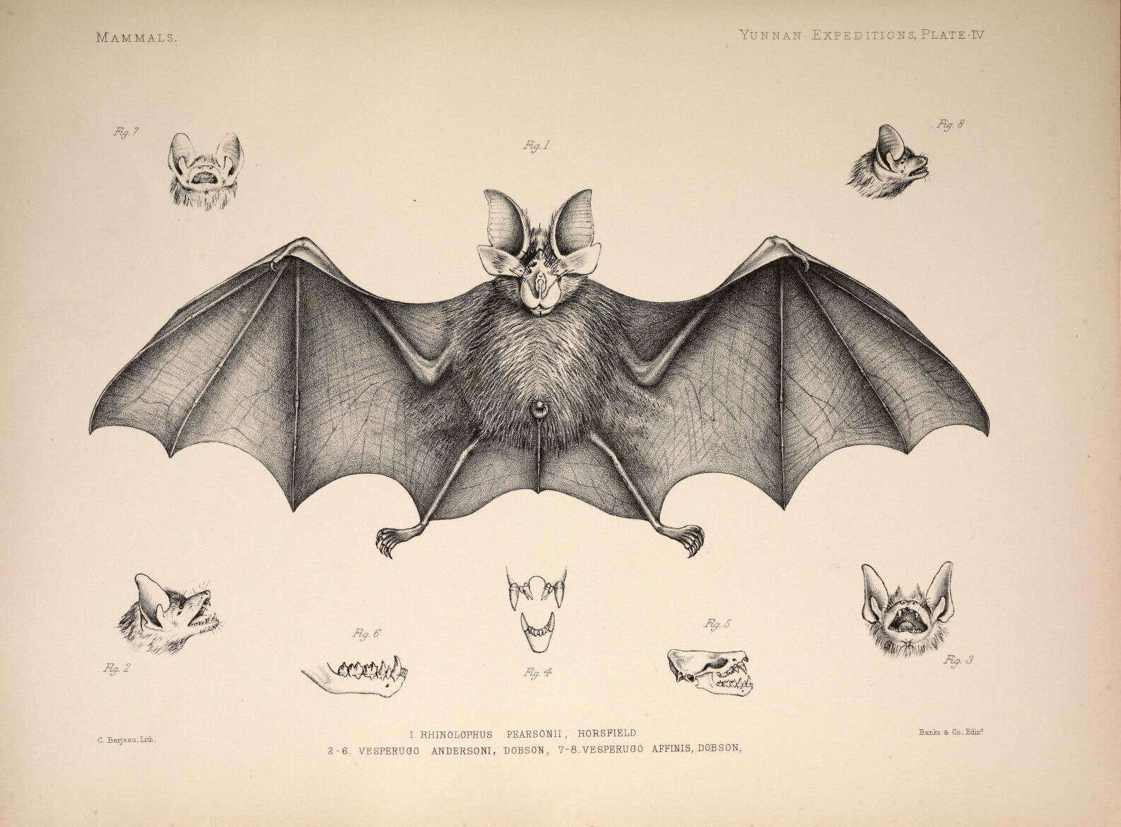 Image de Pearson's Horseshoe Bat