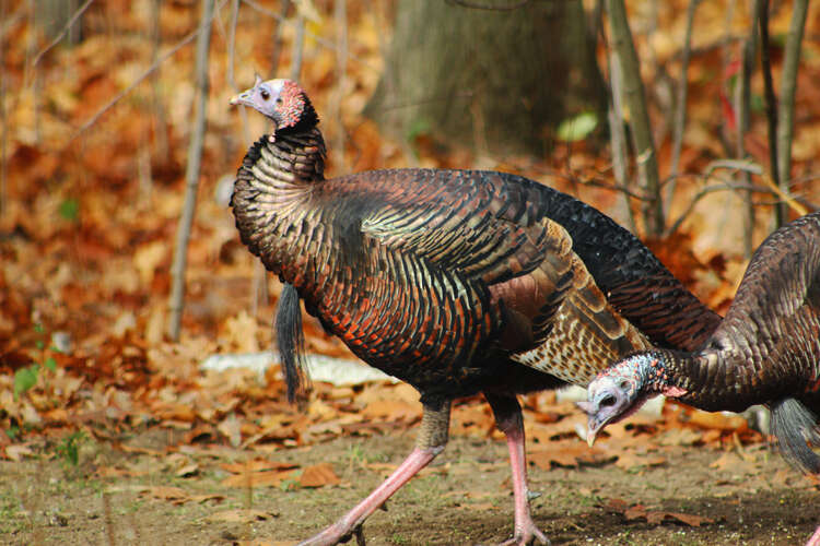 Imagem de Meleagris gallopavo Linnaeus 1758