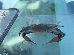 Image of lesser blue crab