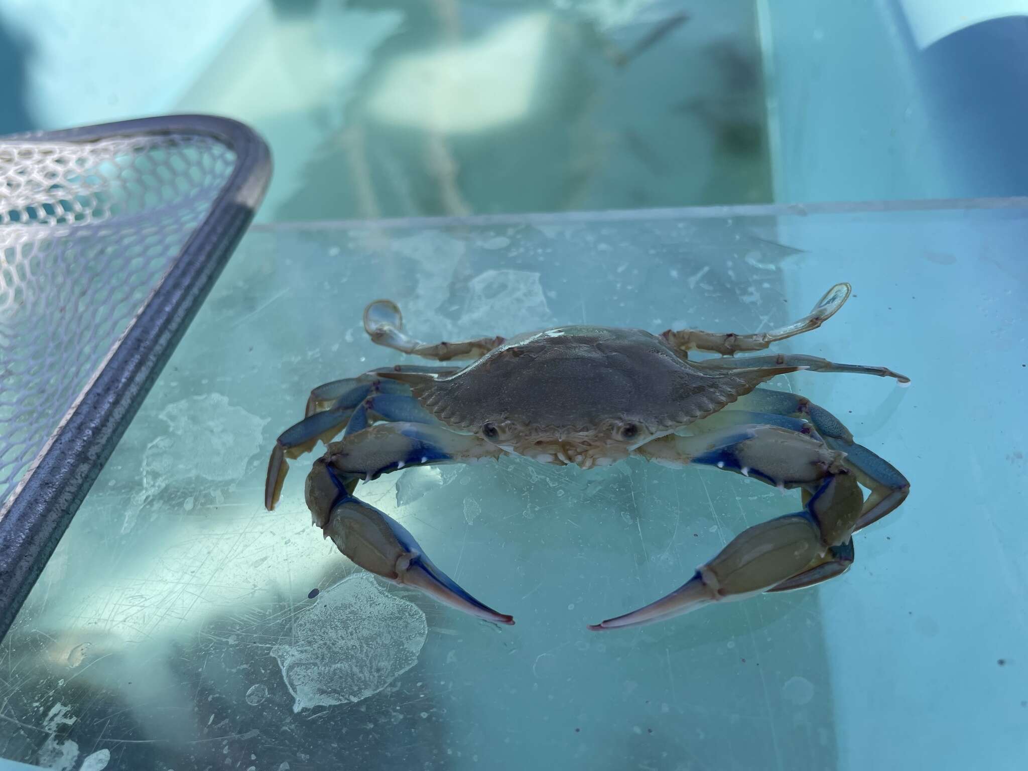 Image of lesser blue crab