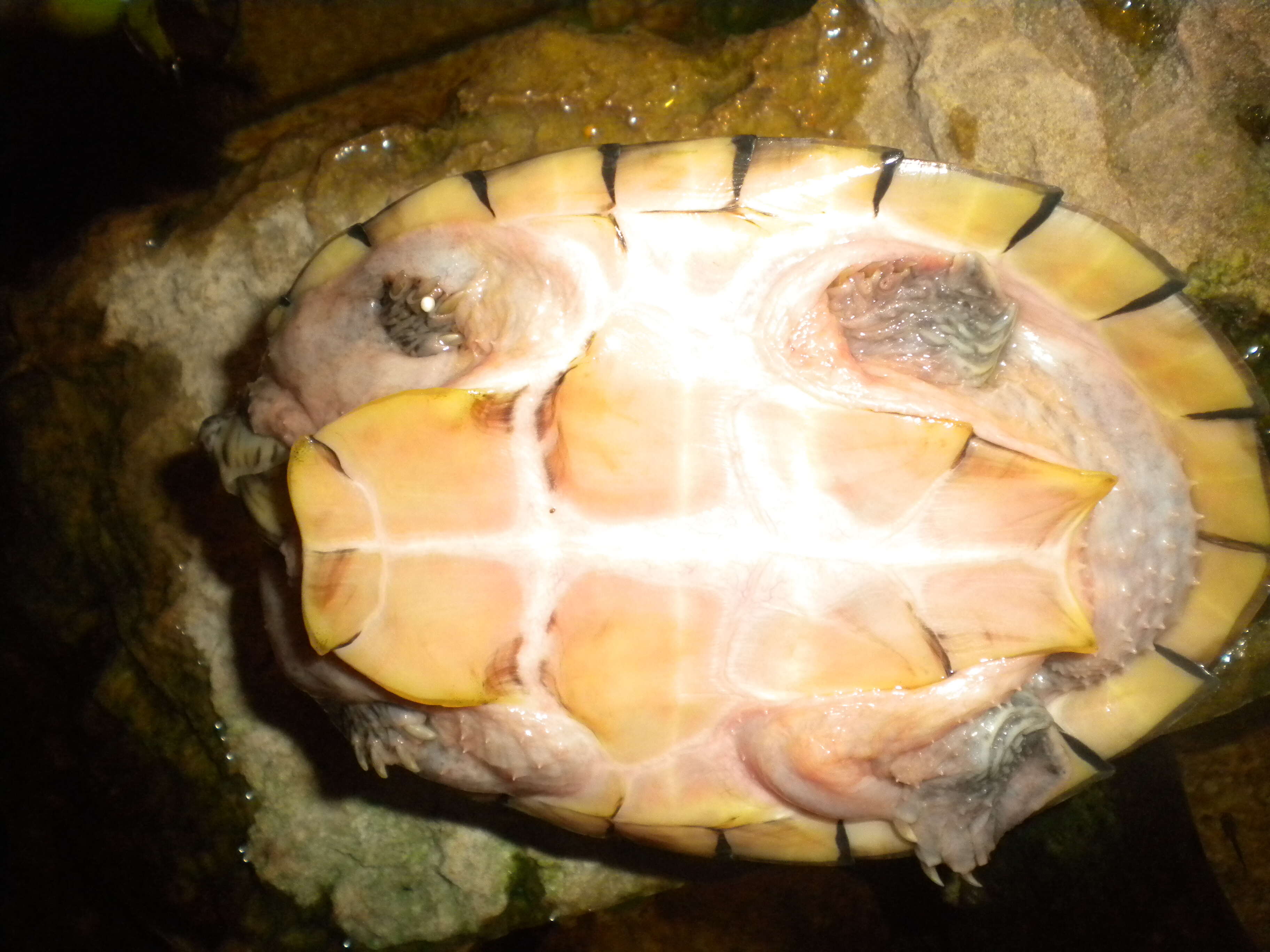 Image of Keeled Musk Turtle