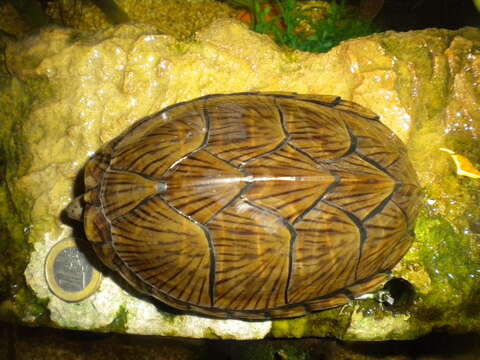 Image of Keeled Musk Turtle