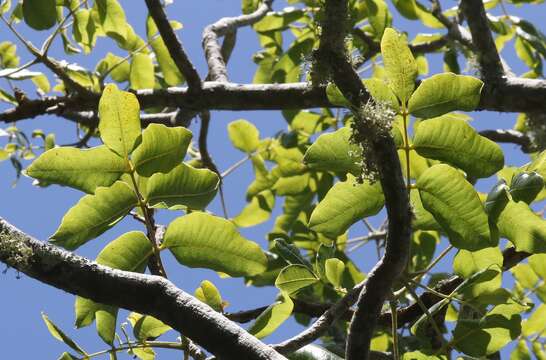 Imagem de Zanthoxylum flavum Vahl