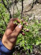 Image of Ageratina calaminthifolia (Kunth) R. King & H. Rob.