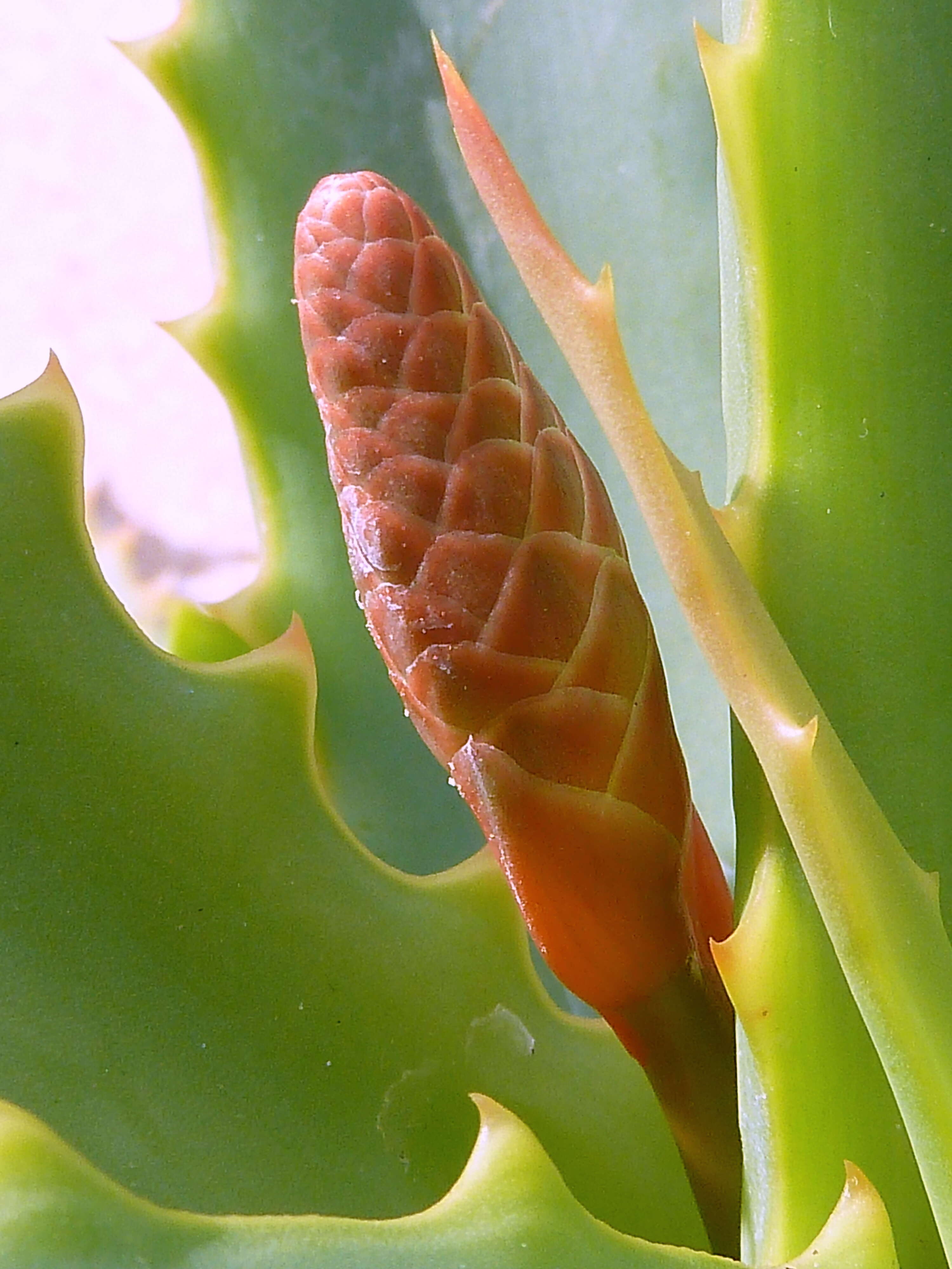 Image of candelabra aloe
