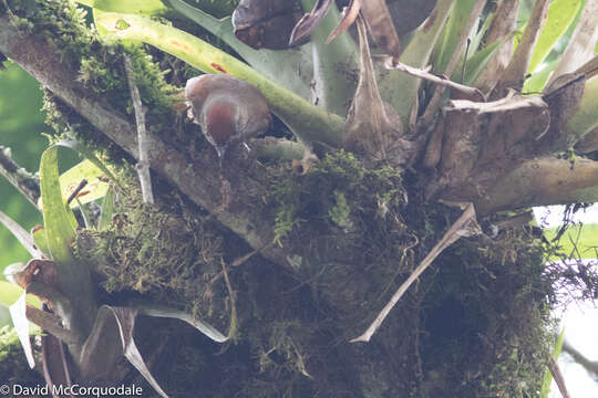 Image of Ash-browed Spinetail