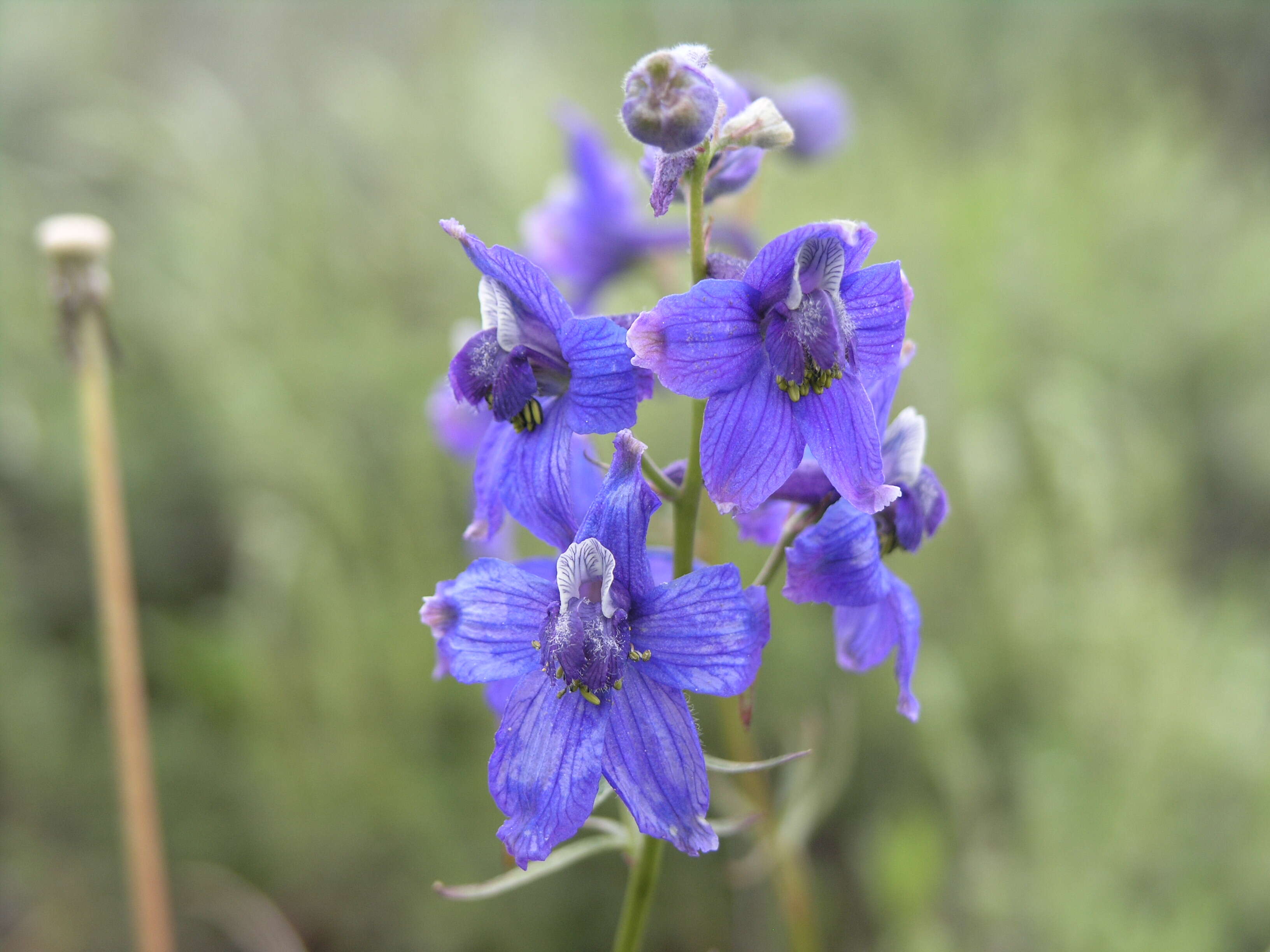 Image of twolobe larkspur