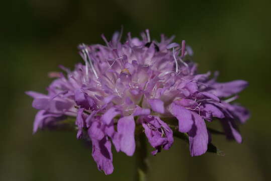 Imagem de Knautia transalpina (Christ) Briq.