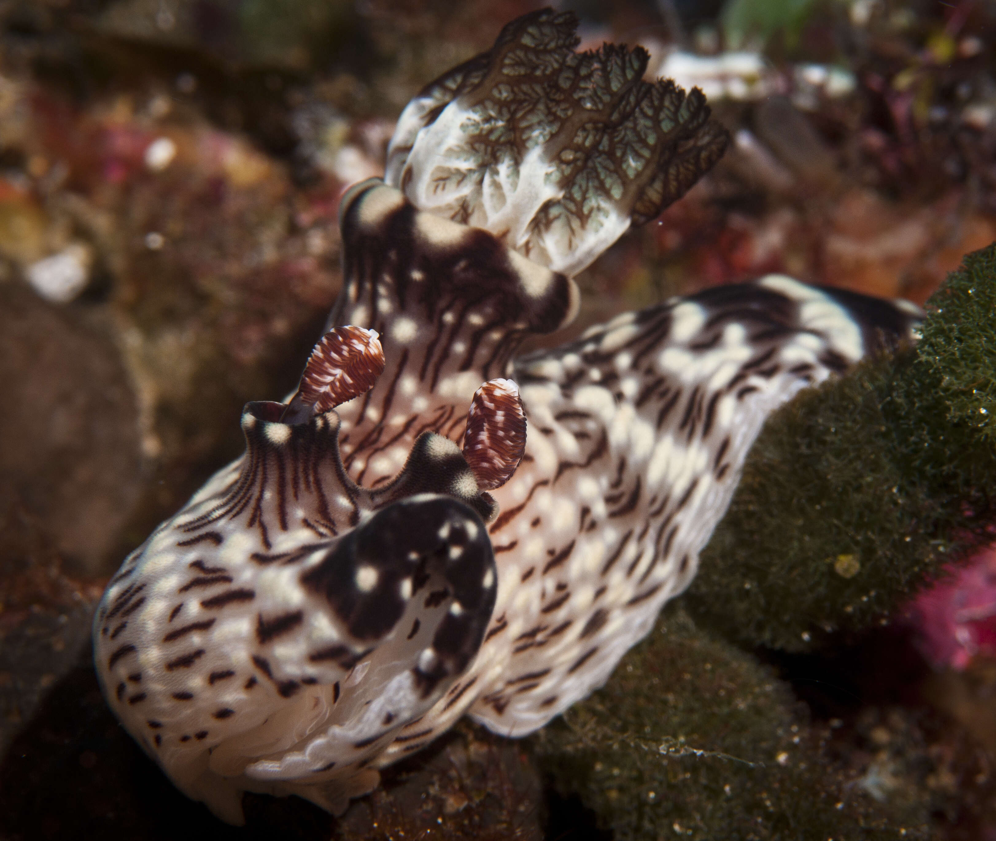 Jorunna rubescens (Bergh 1876) resmi