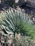 Image of <i>Echium perezii</i> Sprague