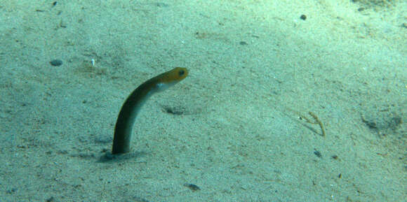 Image of Yellow Garden Eel