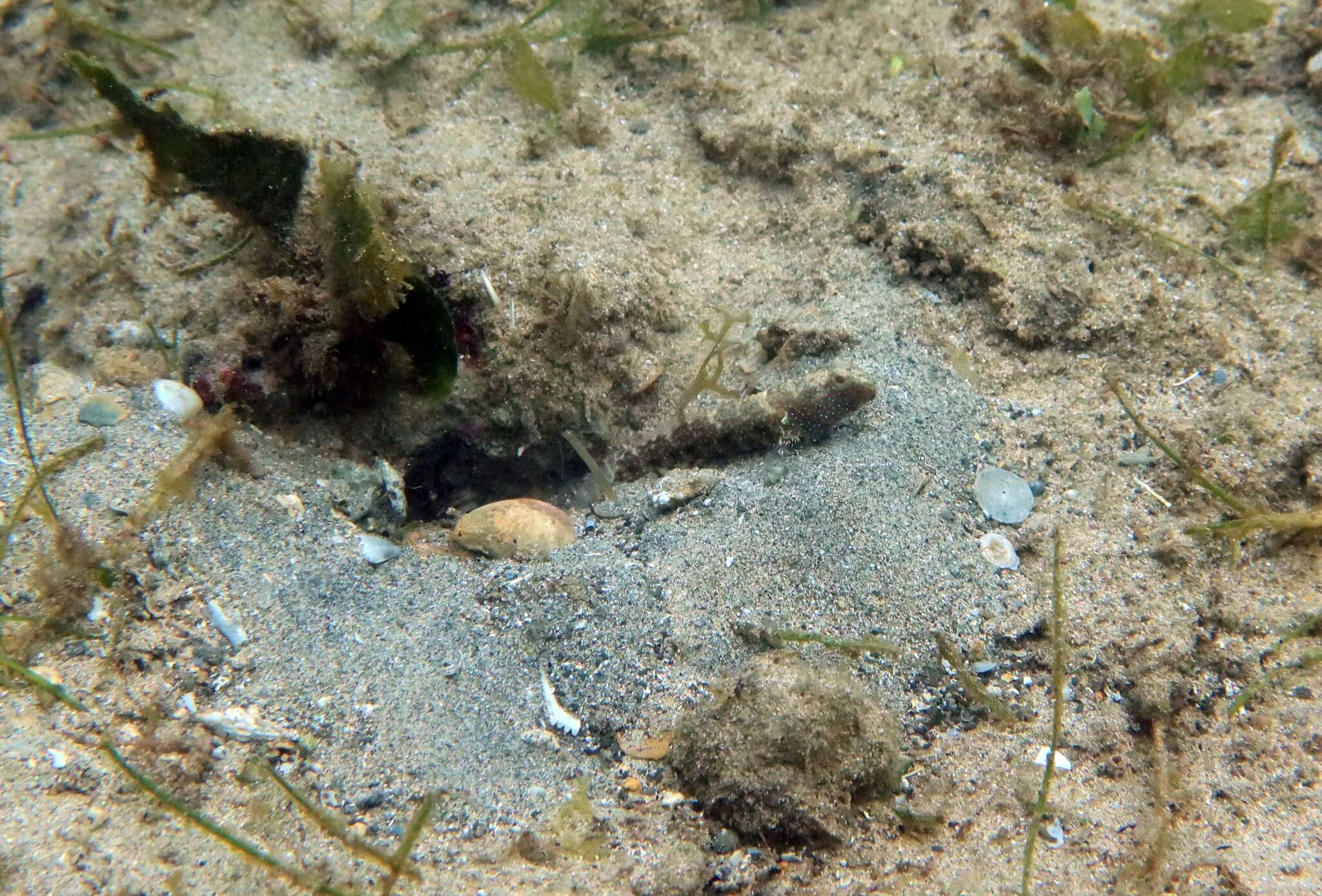 Image of Blue-speckled prawn-goby