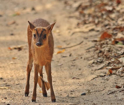 Image of Barking Deer